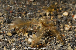 found in Lembeh; D200 by Thomas Lueken 
